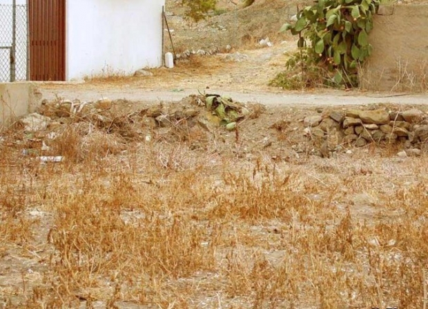 Camouflage cat